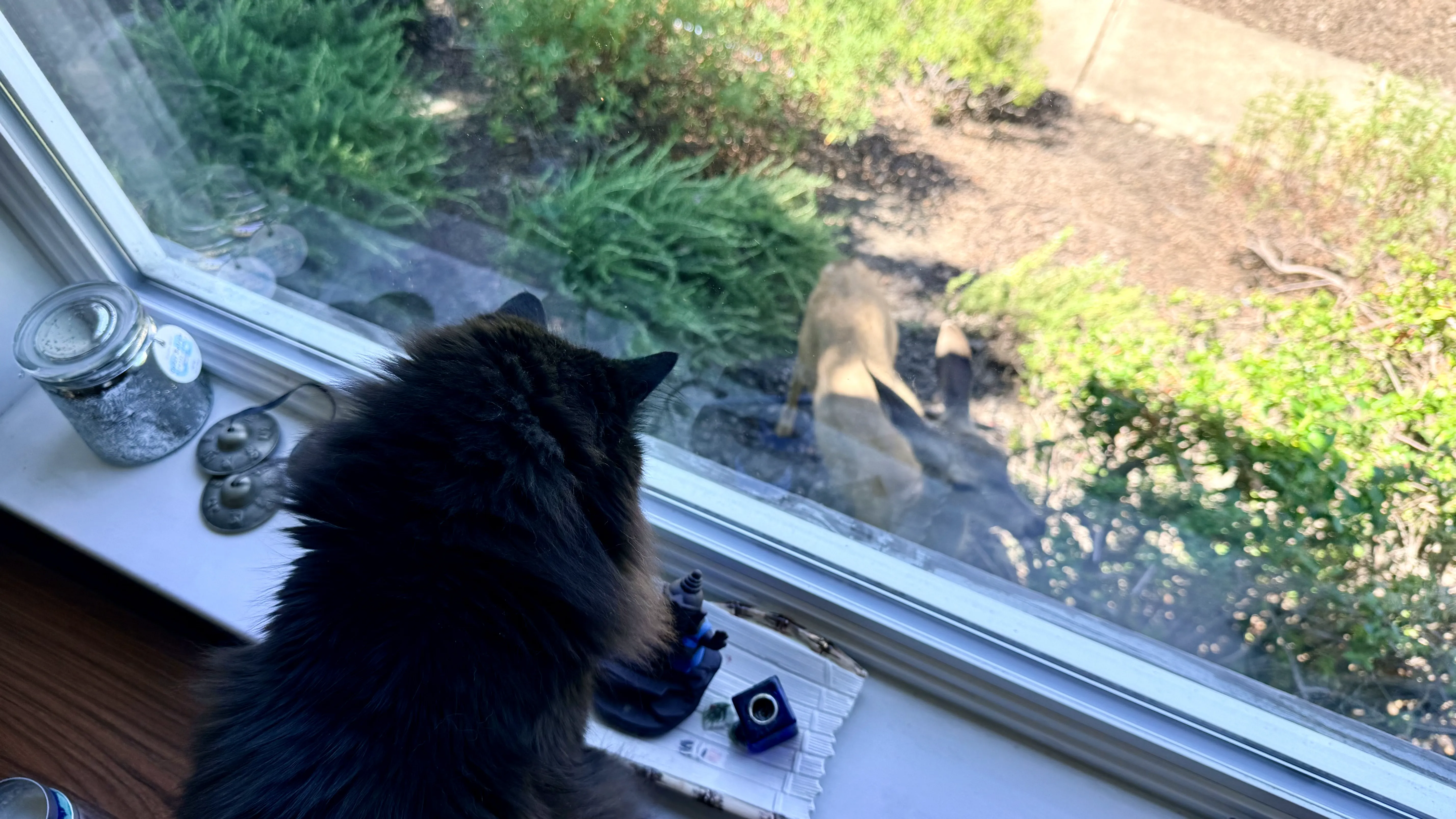 Sammy encounters the wildlife.